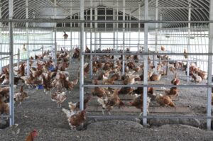 鶏小屋の暑さ対策完全ガイド｜熱中症・致死を防ぐ夏の温度管理と冷却方法